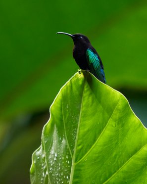 :: Colibri en grandeur nature ::