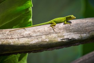 :: Se mettre au vert ::